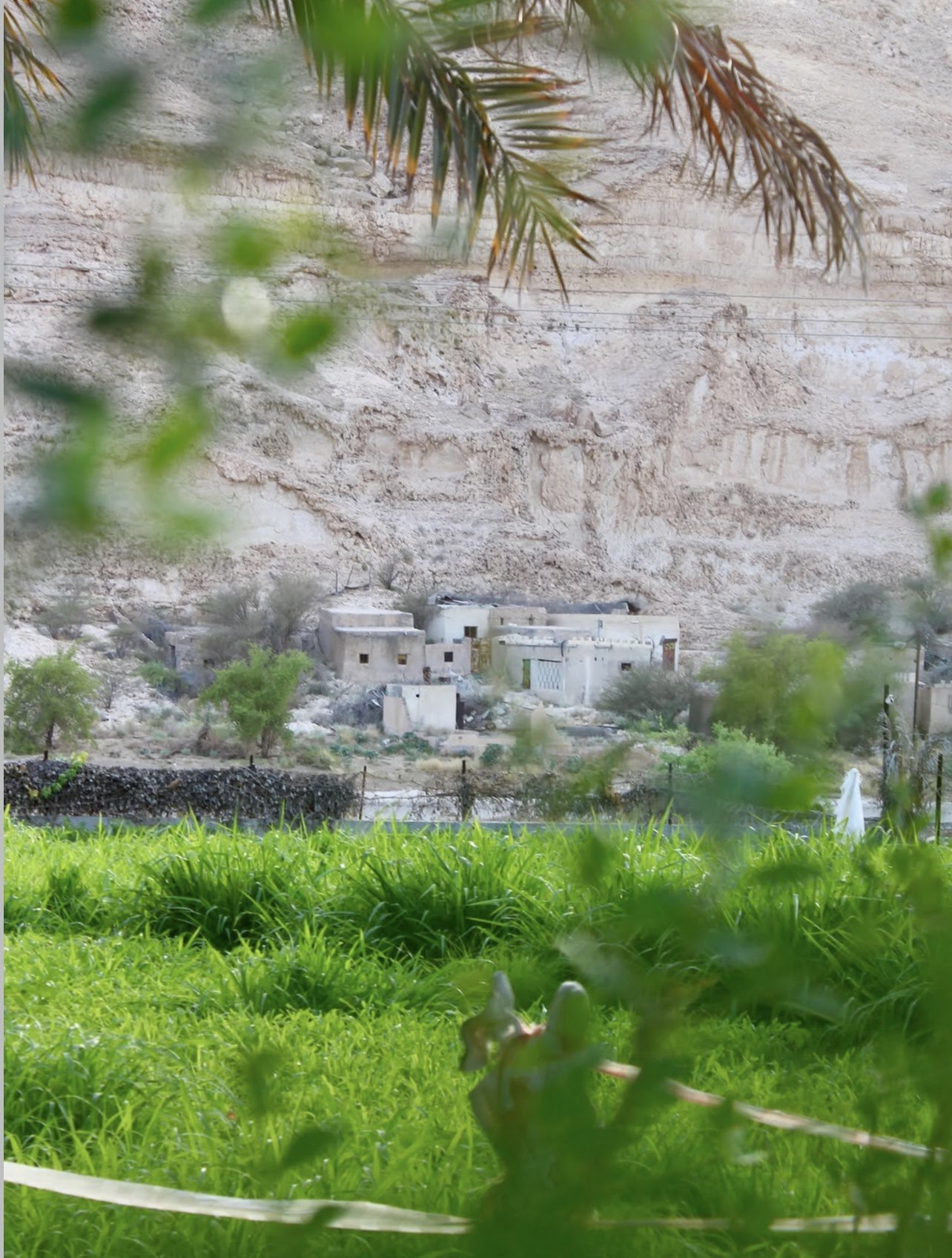 نباتات خضراء في بلدة الطف