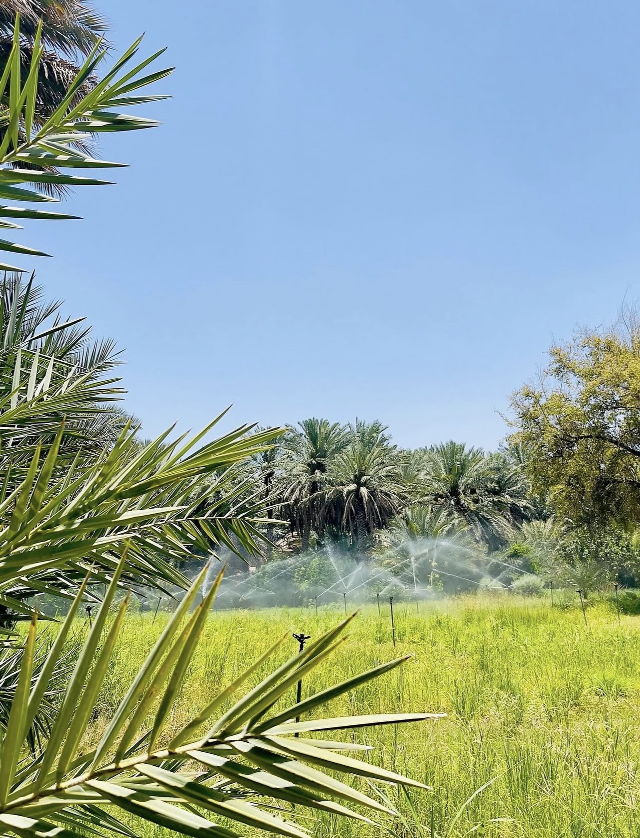 نخيل ونباتات بلدة الطف
