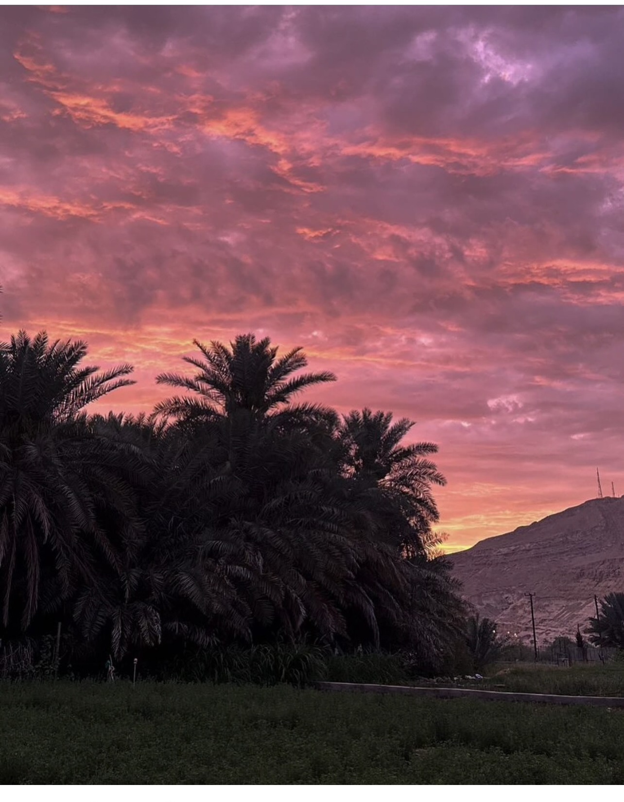 نخيل بلدة الطف عند الغروب